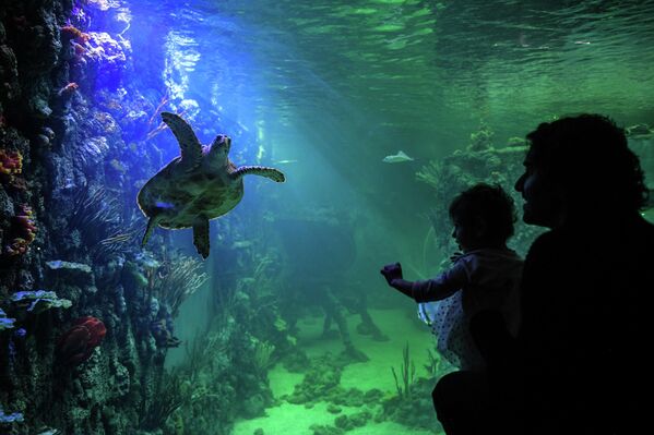 Khách tham quan tại ''Crocus City Oceanarium'' ở Moskva - Sputnik Việt Nam