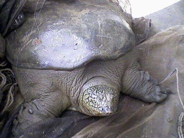 Con rùa Svaino (Rafetus swinhoei) được chụp ảnh ở Hồ Đồng Mô, Việt Nam. - Sputnik Việt Nam