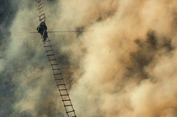 &#x27;&#x27;Jousting With The Dragon Swarm&#x27;&#x27; trong loạt ảnh The Honey Hunters,nhiếp ảnh gia Eric Seidner, Giải thưởng Công lao tại All About Photo Awards 2022 - Sputnik Việt Nam