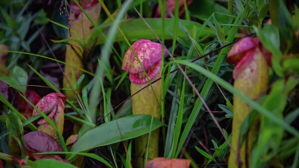 “cây dương vật” Nepenthes bokorensis - Sputnik Việt Nam