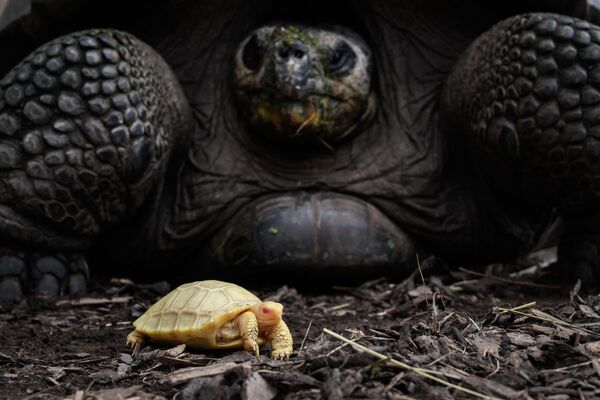 Một con rùa khổng lồ Galapagos bạch tạng bên cạnh mẹ của nó tại Servion Tropicarium, Thụy Sĩ. - Sputnik Việt Nam