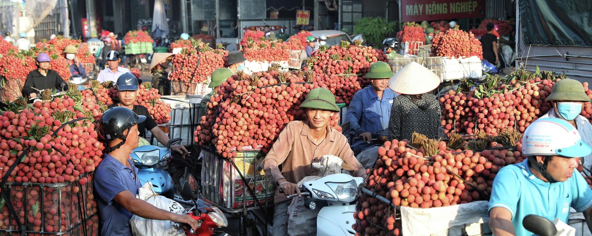 Người dân đưa vải đi tiêu thụ.  - Sputnik Việt Nam, 1920, 01.07.2022