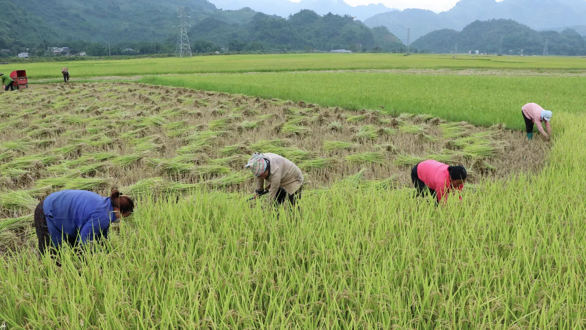 Người dân huyện Phong Thổ thu hoạch lúa tẻ râu
