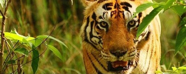 Сon hổ Сon hổ - Sputnik Việt Nam