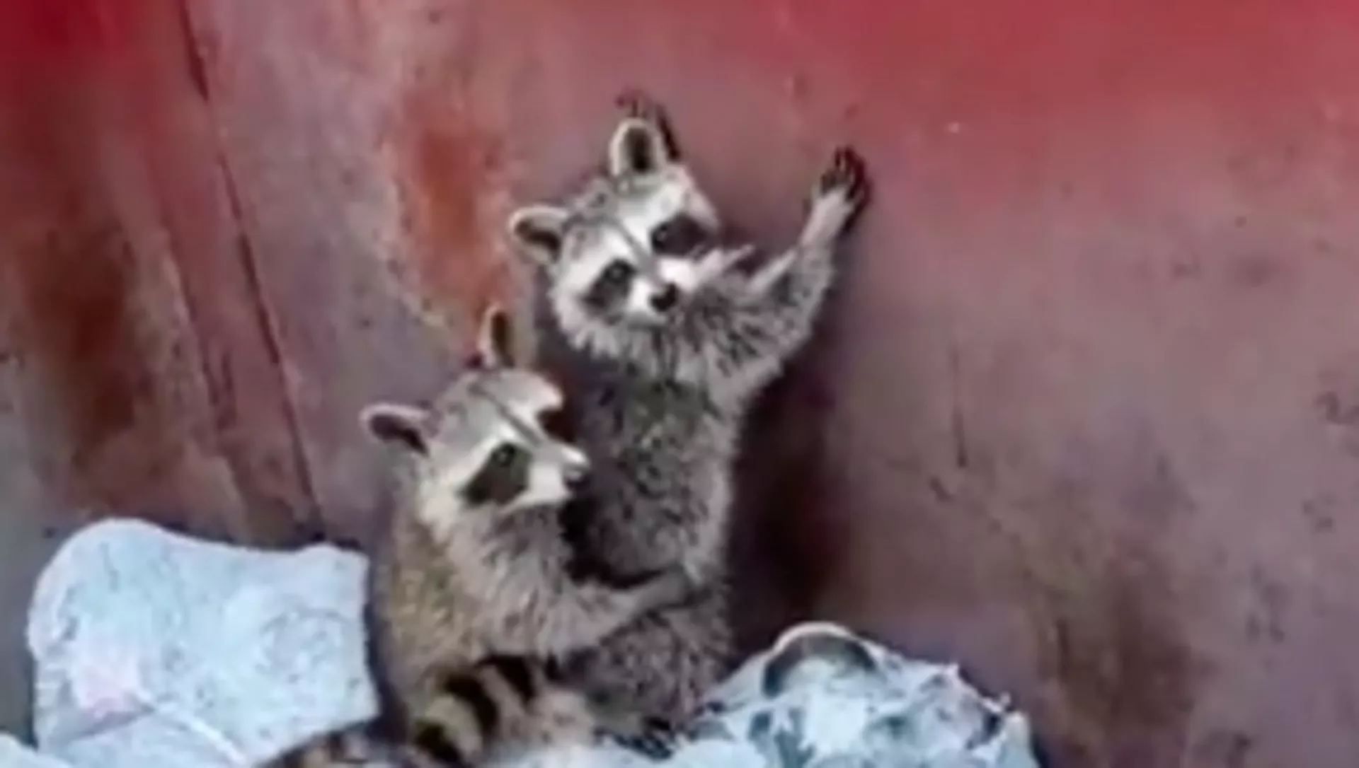 Con gấu mèo Con gấu mèo