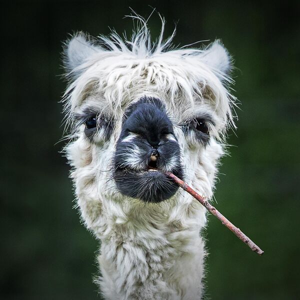 Smokin Alpaca của nhiếp ảnh gia Đức Stefan Brusius lọt vào chung kết cuộc thi Animal Friends Comedy Pet Photo Awards 2022. - Sputnik Việt Nam