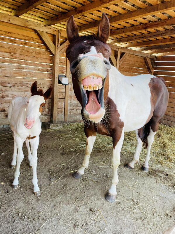 Happy Horses (Chú ngựa hạnh phúc) của nhiếp ảnh gia Séc Radim Filipek, chung kết cuộc thi Animal Friends Comedy Pet Photo Awards 2022. - Sputnik Việt Nam