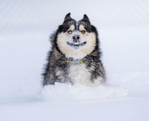 Dashing through the snow của nhiếp ảnh gia Mỹ Marko Jovanovic, chung kết cuộc thi Animal Friends Comedy Pet Photo Awards 2022. - Sputnik Việt Nam