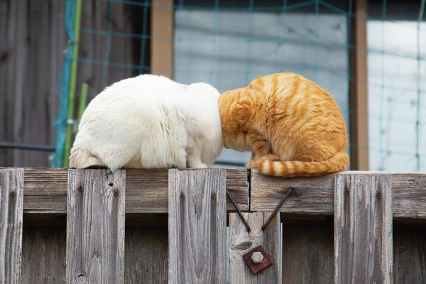 Boom Boom của nhiếp ảnh gia Nhật Bản Kenichi Morinaga, chung kết cuộc thi Animal Friends Comedy Pet Photo Awards 2022. - Sputnik Việt Nam