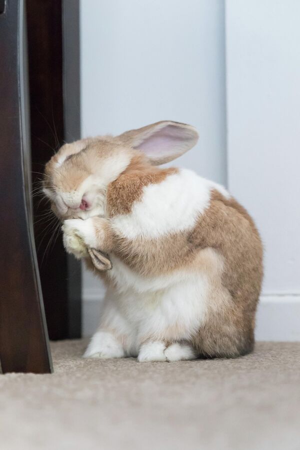 Goofy Bun của nhiếp ảnh gia Canada Sarah von Keitz, chung kết cuộc thi Animal Friends Comedy Pet Photo Awards 2022. - Sputnik Việt Nam