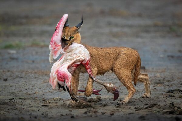 Bức ảnh A Cat and Its Prize của nhiếp ảnh gia Mỹ Dennis Stogsdill, giải nhất cuộc thi ảnh Nature TTL Photographer of the Year 2022. - Sputnik Việt Nam