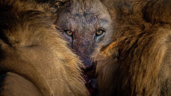 Bức ảnh I See You của nhiếp ảnh gia Ba Lan Tomasz Szpila, giải nhất hạng mục Wild Portraits cuộc thi ảnh Nature TTL Photographer of the Year 2022. - Sputnik Việt Nam