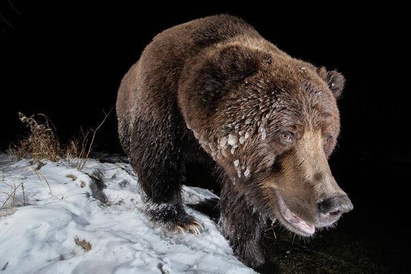 Bức ảnh Bear của nhiếp ảnh gia Pháp Geoffrey Reynaud, giải nhất hạng mục Camera Traps cuộc thi ảnh Nature TTL Photographer of the Year 2022. - Sputnik Việt Nam