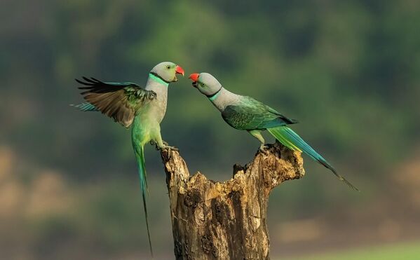 Bức ảnh Vantage Points của nhiếp ảnh gia Ấn Độ Achintya Murthy, giải nhất hạng mục Under 16 cuộc thi Nature TTL Photographer of the Year 2022. - Sputnik Việt Nam