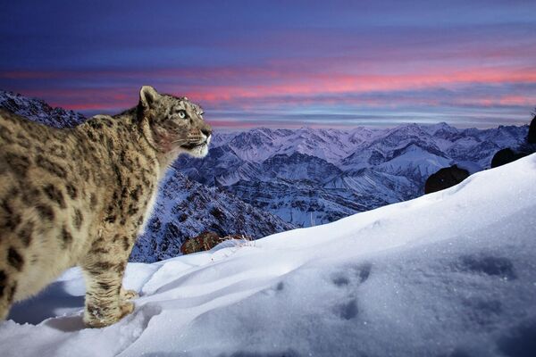 Bức ảnh Top of the World của nhiếp ảnh gia Đức Sascha Fonseca, giải hai hạng mục Camera Traps cuộc thi Nature TTL Photographer of the Year 2022. - Sputnik Việt Nam