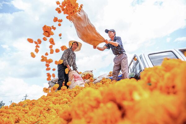 Thu hoạch hoa cúc vạn thọ trên cánh đồng ở địa khu Tất Tiết, tỉnh Quý Châu, tây-nam Trung Quốc. - Sputnik Việt Nam