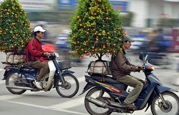 Vận chuyển cây quất truyền thống để ăn Tết Nguyên đán ở Hà Nội, Việt Nam. - Sputnik Việt Nam