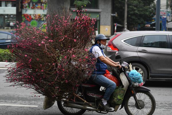 Người phụ nữ chở hoa đào trên xe máy ở Hà Nội. - Sputnik Việt Nam