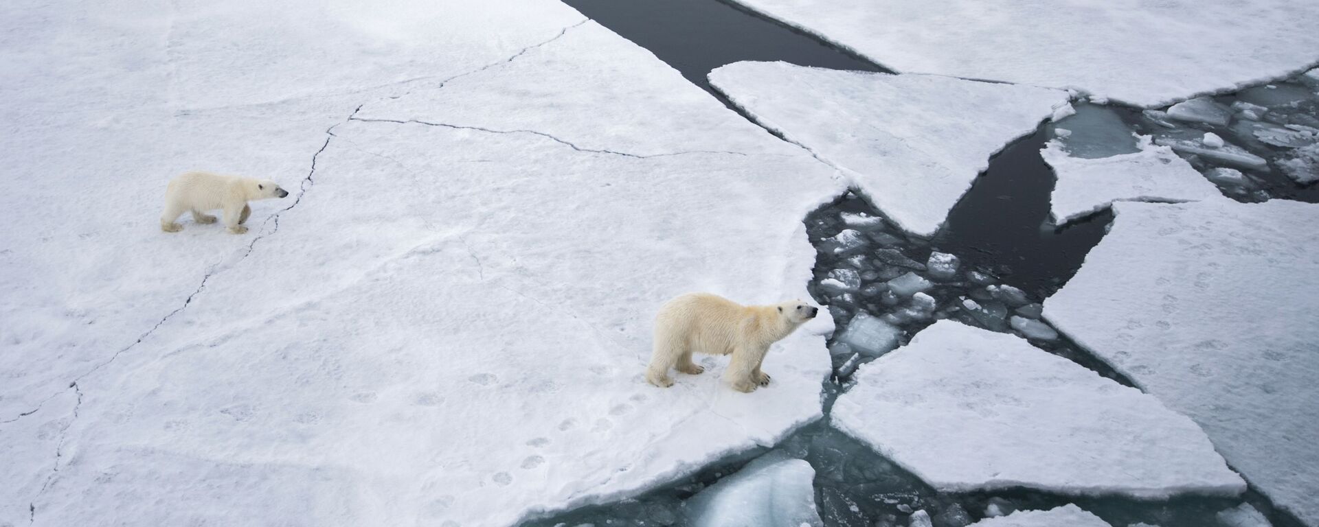 Một con gấu Bắc Cực với một đàn con gần quần đảo Franz Josef Land ở Biển Barents - Sputnik Việt Nam, 1920, 23.07.2024