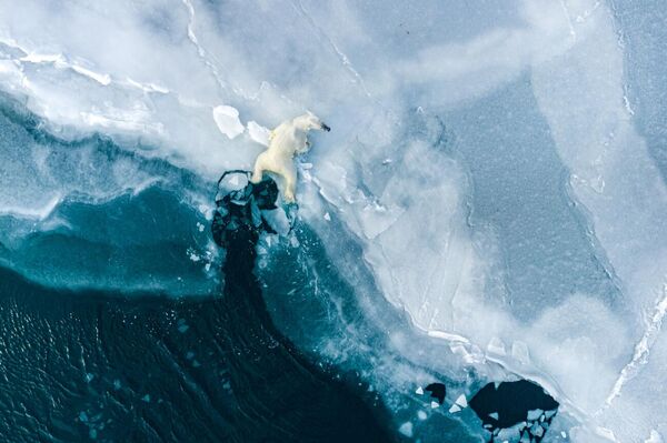 Bức ảnh Learning Life của nhiếp ảnh gia Na Uy Florian Ledoux, giải á quân trong hạng mục «Wildlife» của cuộc thi Drone Photo Awards 2022. - Sputnik Việt Nam