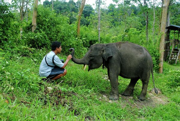 Voi Sumatra. - Sputnik Việt Nam