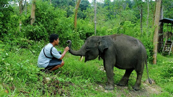 Voi Sumatra - Sputnik Việt Nam