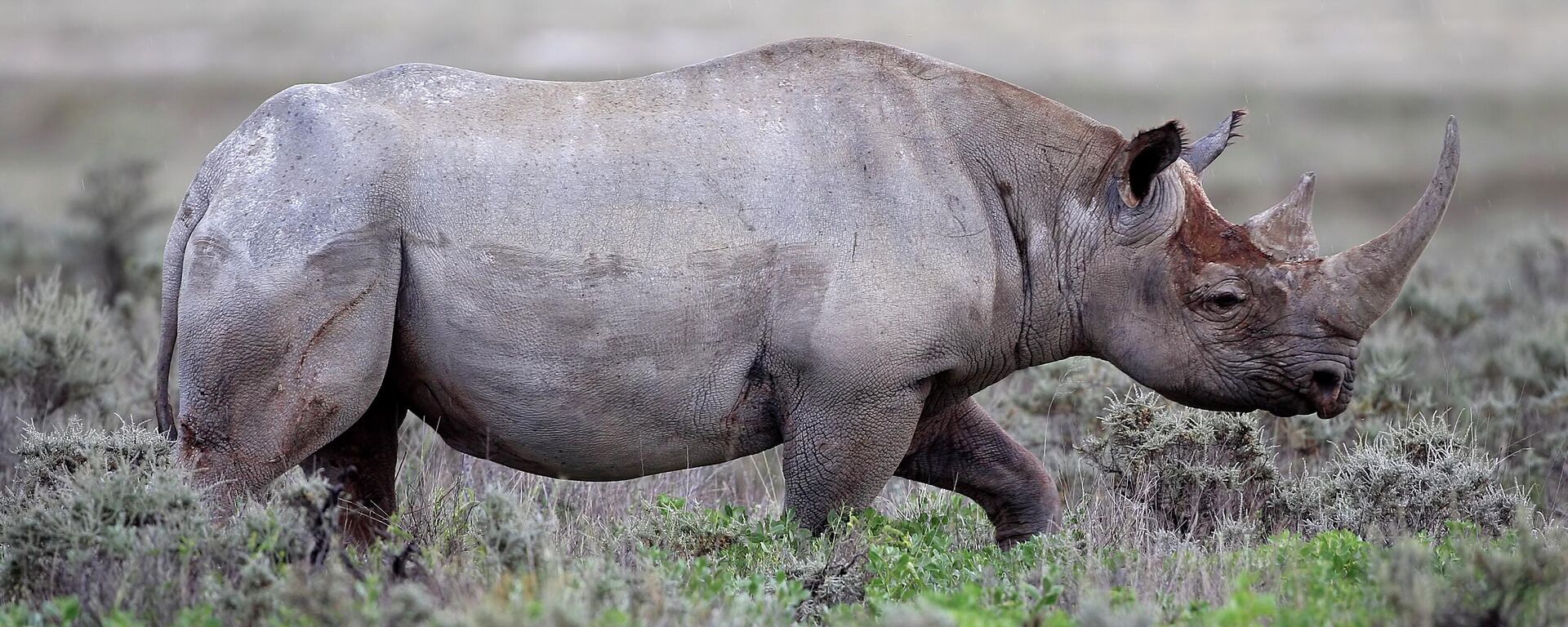 Tê giác đen - Sputnik Việt Nam, 1920, 13.03.2026