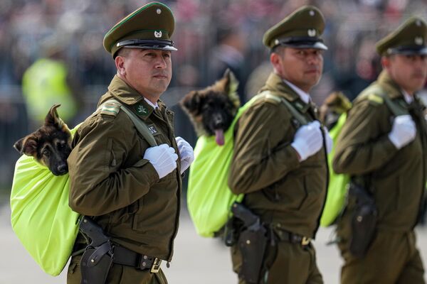 Cảnh sát Chile với những chú cún con ở Santiago, Chile. - Sputnik Việt Nam