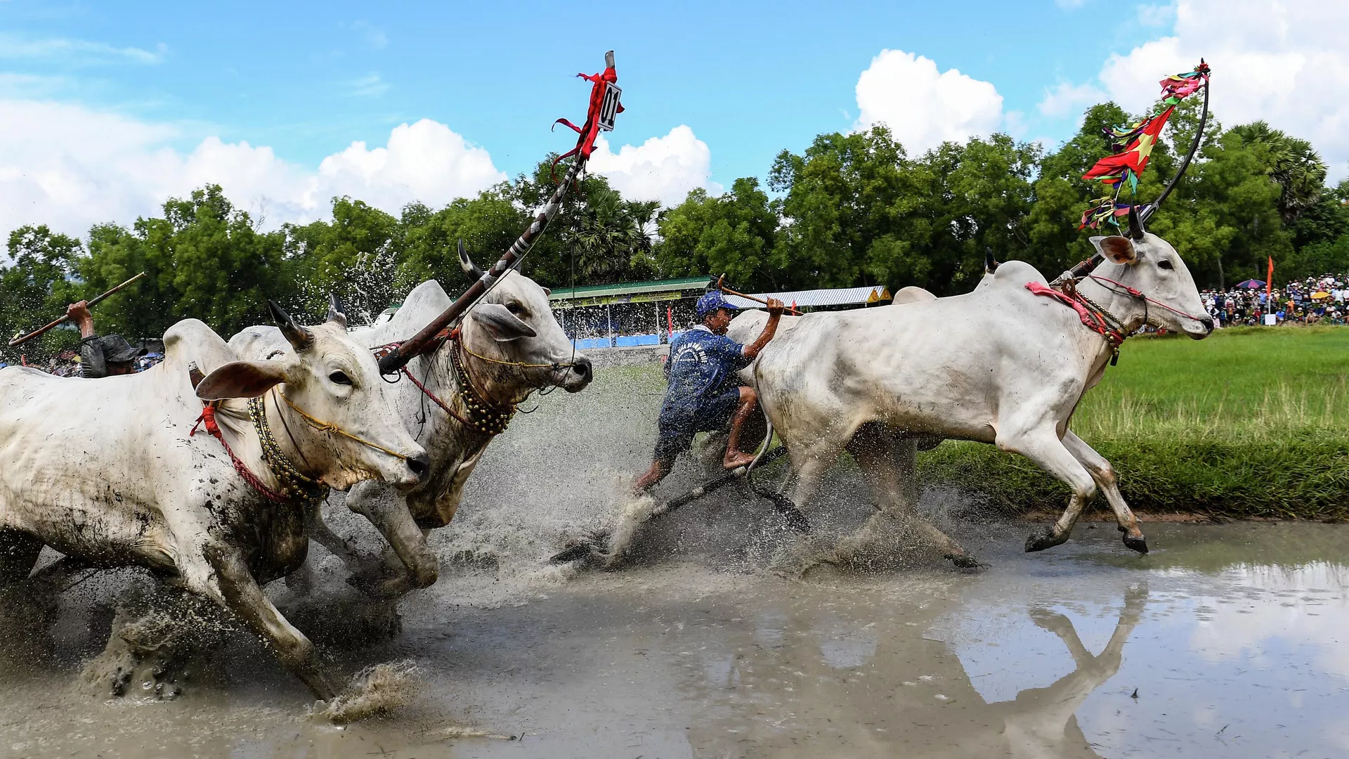 Đua bò trong lễ hội Sené Dolta ở tỉnh An Giang, Việt Nam