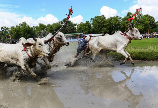 Đua bò trong lễ hội Sené Dolta ở tỉnh An Giang, Việt Nam. - Sputnik Việt Nam