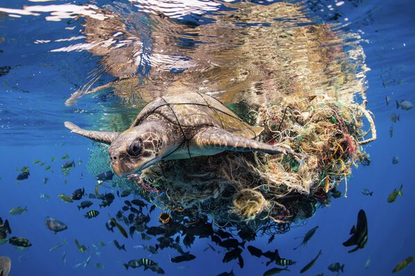 Simon Lorenz, chiến thắng trong hạng mục Ocean Conservation Photographer of the Year (IMPACT) tại cuộc thi Ocean Photographer of the Year 2022. Con rùa biển Olive Ridley vướng vào một khối lượng lớn các mảnh vỡ đại dương. - Sputnik Việt Nam