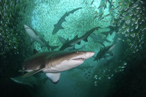 Bức ảnh nhà nhiếp ảnh Úc Nicolas Remy, chiến thắng trong hạng mục Conservation Photographer of the Year (HOPE) tại cuộc thi Ocean Photographer of the Year 2022. Một tập hợp những con cá mập xám trong tình trạng nguy cấp ở bờ biển New South Wales. - Sputnik Việt Nam