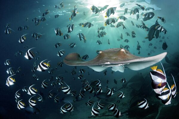 Bức ảnh của nhà nhiếp ảnh Đức Andreas Schmid, giải hai trong hạng mục Conservation Photographer of the Year (HOPE) tại cuộc thi Ocean Photographer of the Year 2022. Một con cá roi hồng bơi giữa những con cá cờ nhỏ. - Sputnik Việt Nam