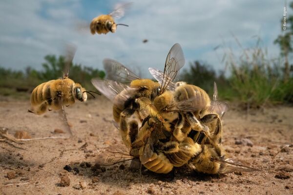 Bức ảnh The big buzz của nhà nhiếp ảnh Mỹ Karine Aigner, chiến thắng trong cuộc thi Wildlife Photographer of the Year 58. - Sputnik Việt Nam