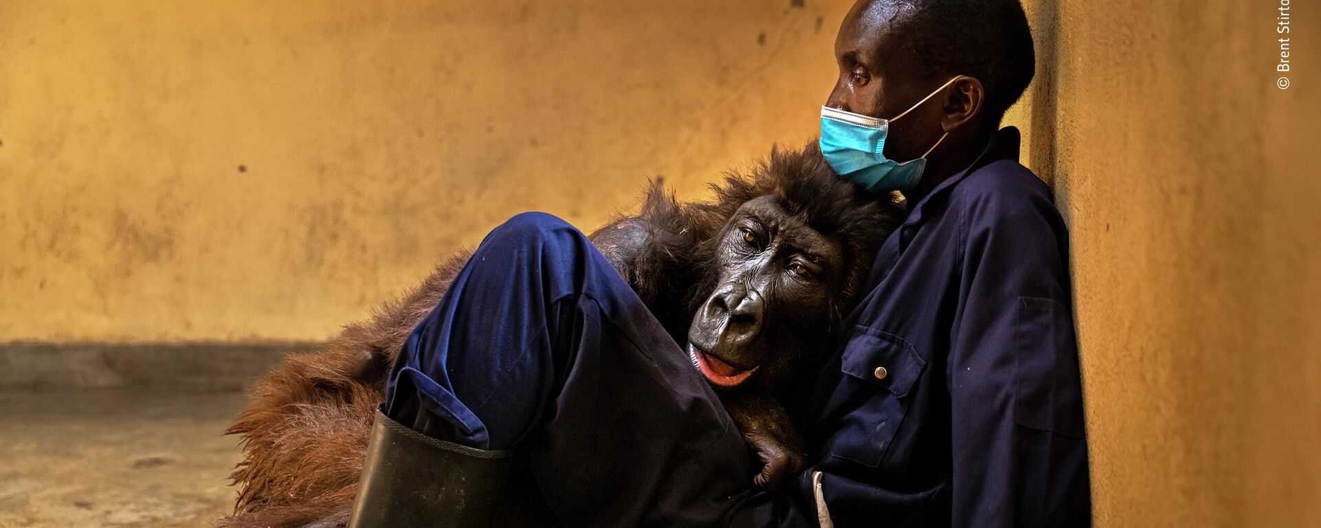 Bức ảnh Ndakasi’s passing của  nhà nhiếp ảnh Nam Phi Brent Stirton, chiến thắng trong hạng mục Photojournalism cuộc thi Wildlife Photographer of the Year 58. - Sputnik Việt Nam, 1920, 15.10.2022