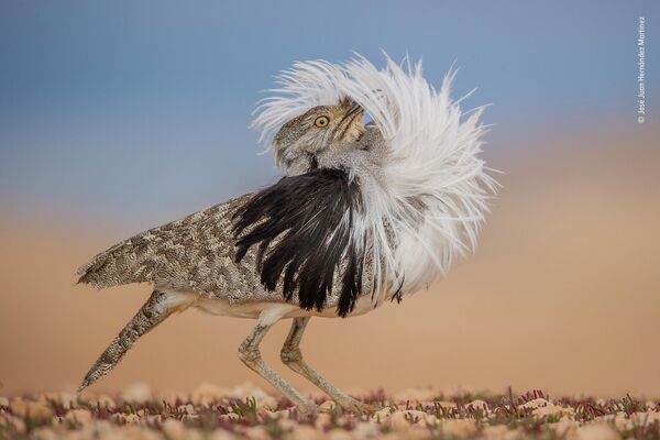 Bức ảnh Puff perfect của nhà nhiếp ảnh Tây Ban Nha José Juan Hernández Martinez, chiến thắng trong hạng mục Animal Portraits cuộc thi Wildlife Photographer of the Year 58. - Sputnik Việt Nam