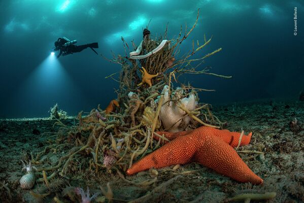 Bức ảnh ‘Under Antarctic ice’ của nhiếp ảnh gia Pháp Laurent Ballesta, chiến thắng trong hạng mục Portfolio Award cuộc thi Wildlife Photographer of the Year 58. - Sputnik Việt Nam