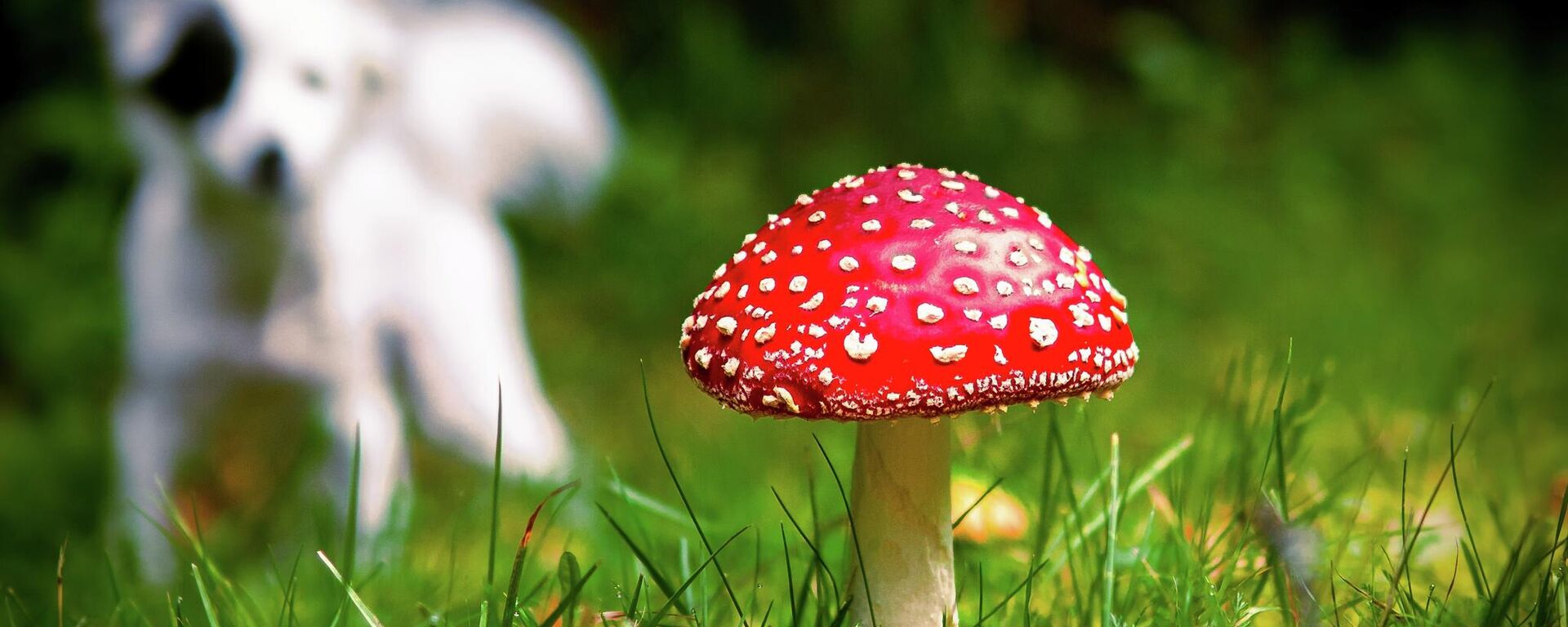 Nấm Amanita và con chó - Sputnik Việt Nam, 1920, 09.09.2024