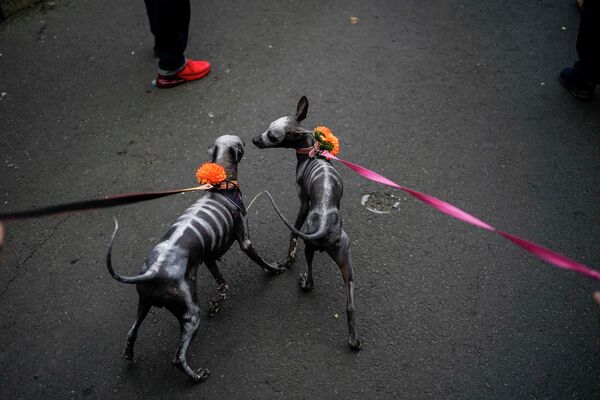 Chó Xoloitzcuintle, giống chó không lông của Mexico, được vẽ hóa trang như những bộ xương. - Sputnik Việt Nam