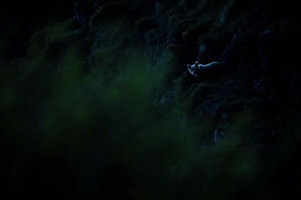 Ảnh “Bear mountain spirit” của tác giả Đức Joshi Nichell, giành giải trong hạng mục Rewilding Europe Award của cuộc thi GDT European Wildlife Photographer of the Year 2022. - Sputnik Việt Nam