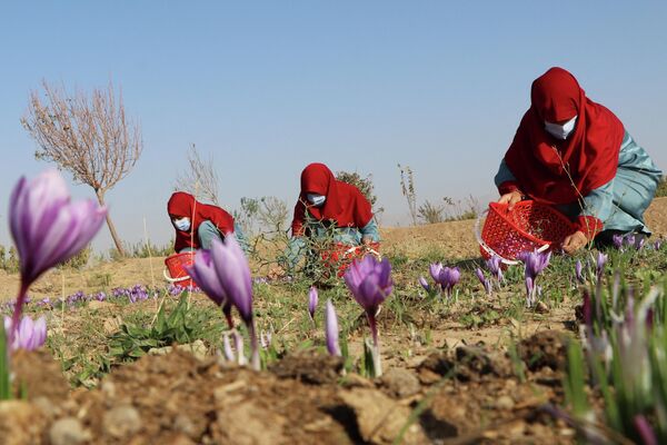 Cô gái thu hoạch nghệ tây ở Afghanistan. - Sputnik Việt Nam