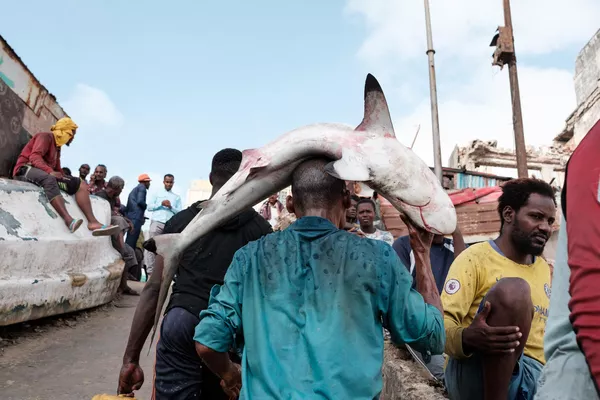 Một ngư dân đội trên đầu con cá mập ở Mogadishu, Somalia Một ngư dân đội trên đầu con cá mập ở Mogadishu, Somalia - Sputnik Việt Nam
