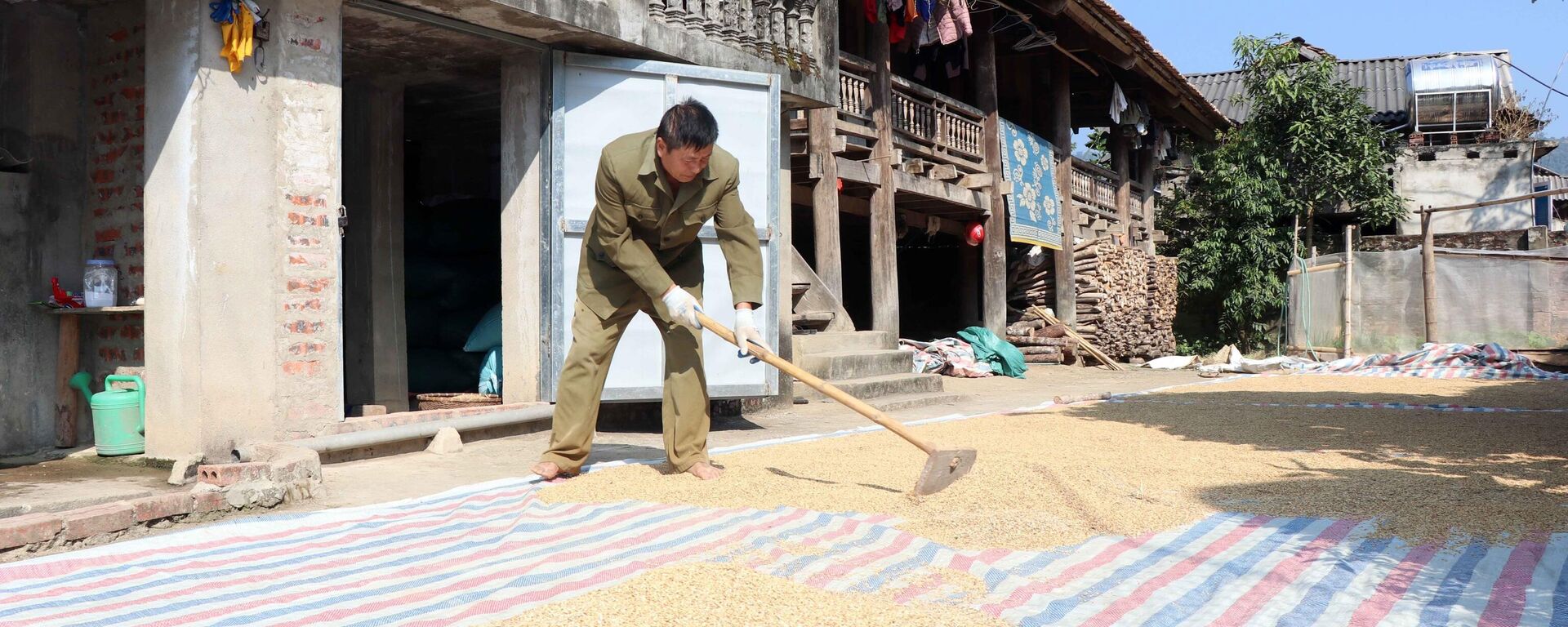 Sơn La phát huy thương hiệu đặc sản nếp tan Mường Và - Sputnik Việt Nam, 1920, 22.11.2022