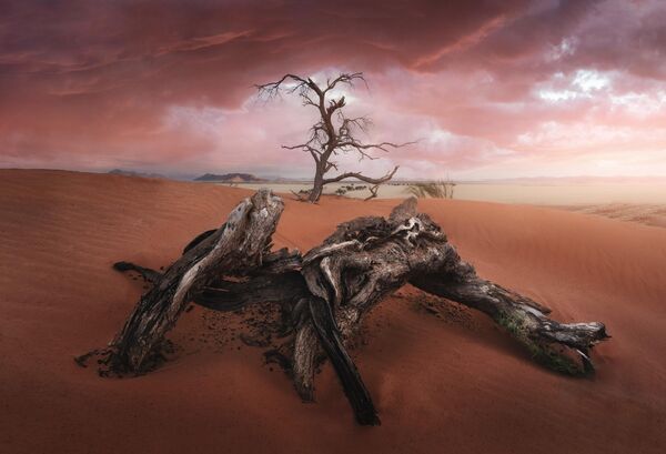 The Old Tree của nhiếp ảnh gia Tây Ban Nha José D. Riquelme, người đoạt giải Amazing Cloud Award tại Cuộc thi The 9th International Landscape Photographer of the Year. - Sputnik Việt Nam