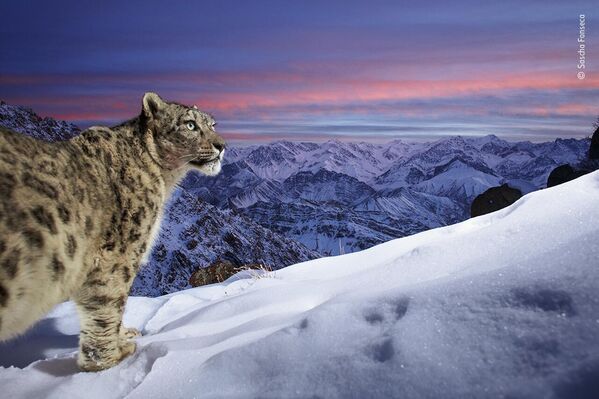 World of the snow leopard của nhiếp ảnh gia Đức Sascha Fonseca lọt vào danh sách rút gọn của cuộc thi Wildlife Photographer of the Year People’s Choice Award 2022. - Sputnik Việt Nam