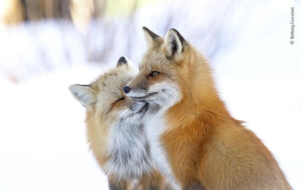 Fox affection do nhiếp ảnh gia Canada Brittany Crossman chụp, lọt vào danh sách rút gọn cuộc thi Wildlife Photographer of the Year People’s Choice Award 2022. - Sputnik Việt Nam