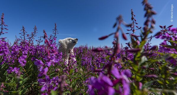 Among the flowers của nhiếp ảnh gia Canada Martin Gregus, shortlist cuộc thi Wildlife Photographer of the Year People’s Choice Award 2022. - Sputnik Việt Nam