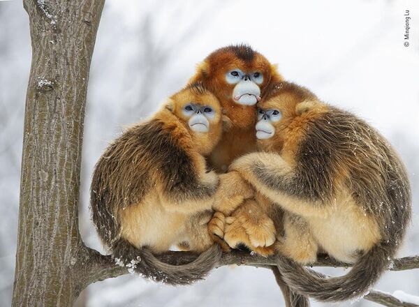 A golden huddle của nhiếp ảnh gia Trung Quốc Minqiang Lu, shortlist tại cuộc thi Wildlife Photographer of the Year People’s Choice Award 2022. - Sputnik Việt Nam