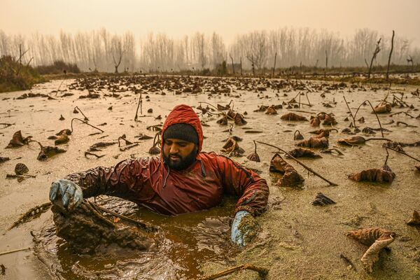 Người nông dân Kashmir nhổ những bông sen từ nước lạnh của Hồ Anchar ở Srinagar, Ấn Độ. - Sputnik Việt Nam