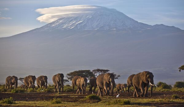 Một đàn voi đi dưới ánh bình minh trên nền núi Kilimanjaro ở Tanzania. - Sputnik Việt Nam